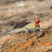 lizard_lava_galapagos_bar_h_0214_ecu0593.jpg